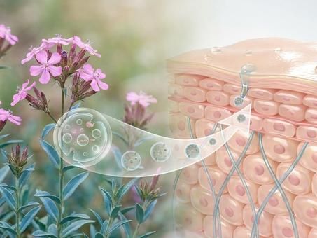 Exosomas Botánicos y Piel Perfecta: Más Allá de las Células Madre