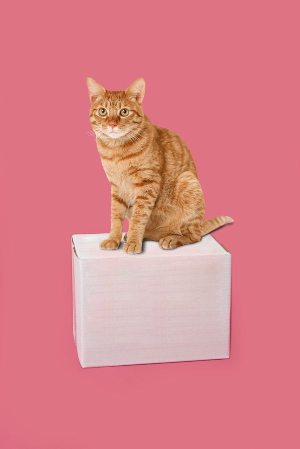 Para tu mascota