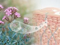 Exosomas Botánicos y Piel Perfecta: Más Allá de las Células Madre